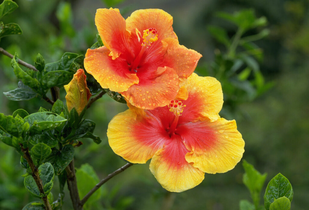 Una flor amarilla y rosa