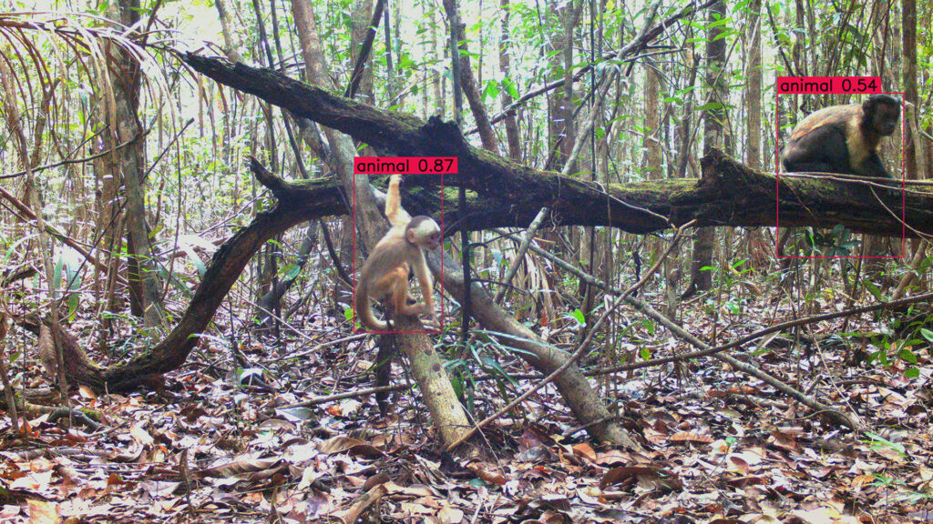 Dois animais em um galho caído em uma floresta tropical com caixas de detecção vermelhas ao redor deles