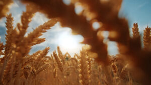 Planta de trigo en el campo