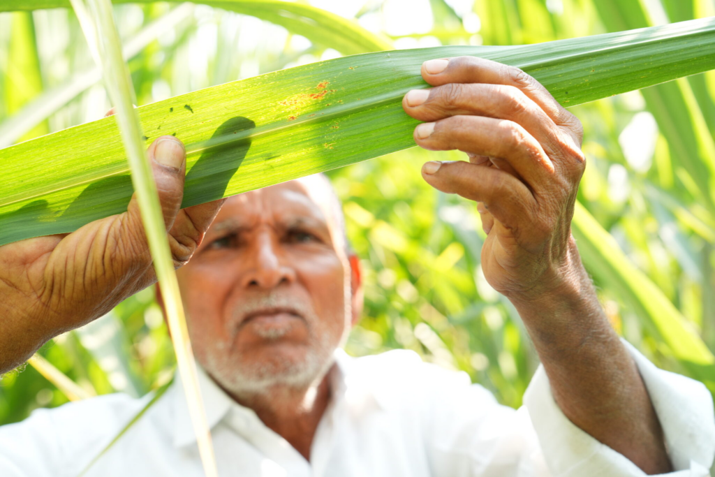 Suresh Jagtap age com base em um alerta enviado para seu celular para procurar ferrugem marrom e pulverizar fungicida nas plantas afetadas. Foto de Selvaprakash Lakshmanan para Microsoft.